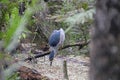 A Black Crowned Heron in the Slough